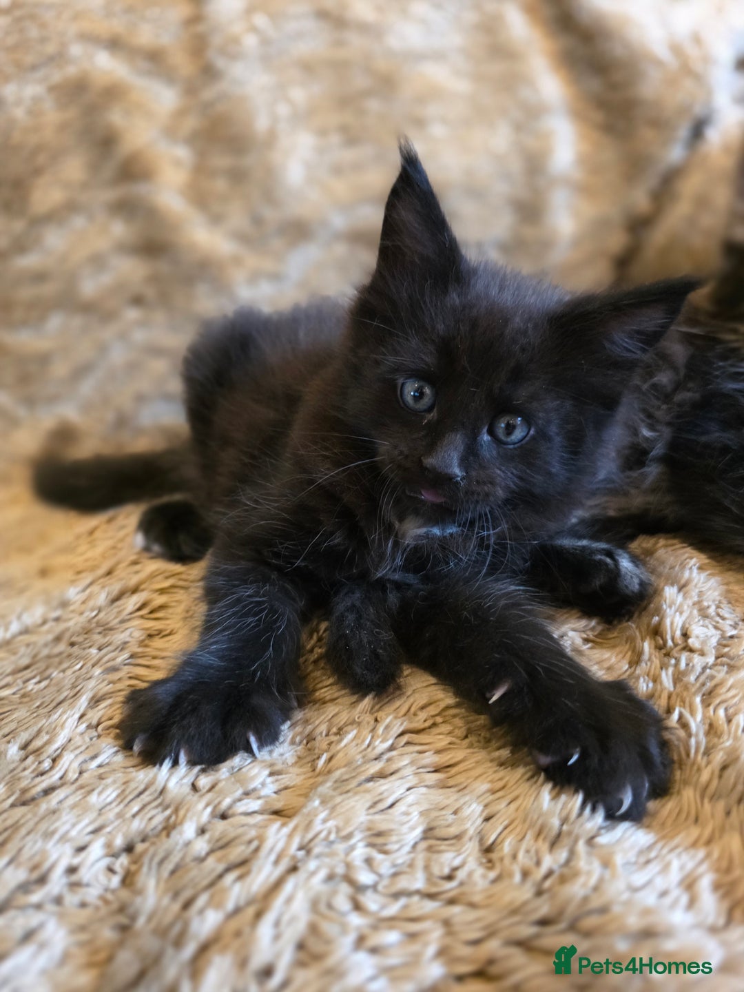 Maine Coon cats for sale: Stunning GCCF Registered Maine Coon kittens  - Image 13