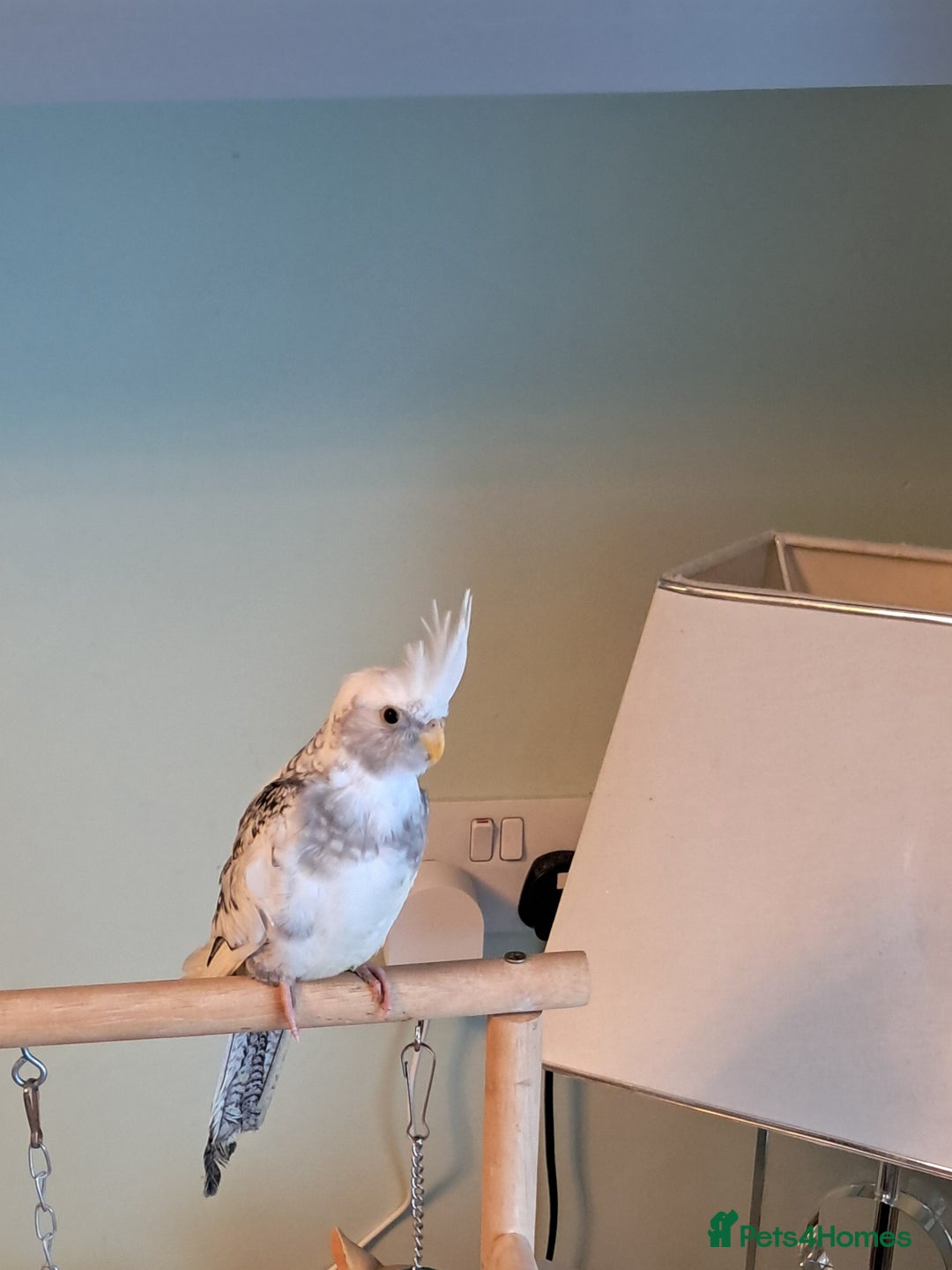 Cockatiels birds for sale: Hand reared baby cocktail very tame  - Advert 1