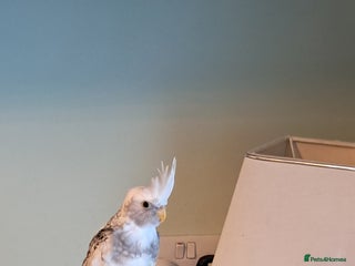 Cockatiels birds Hand reared baby cocktail very tame - Advert 1