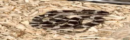 Corn Snake reptiles for sale: Baby Anery cornsnakes  - Advert 2