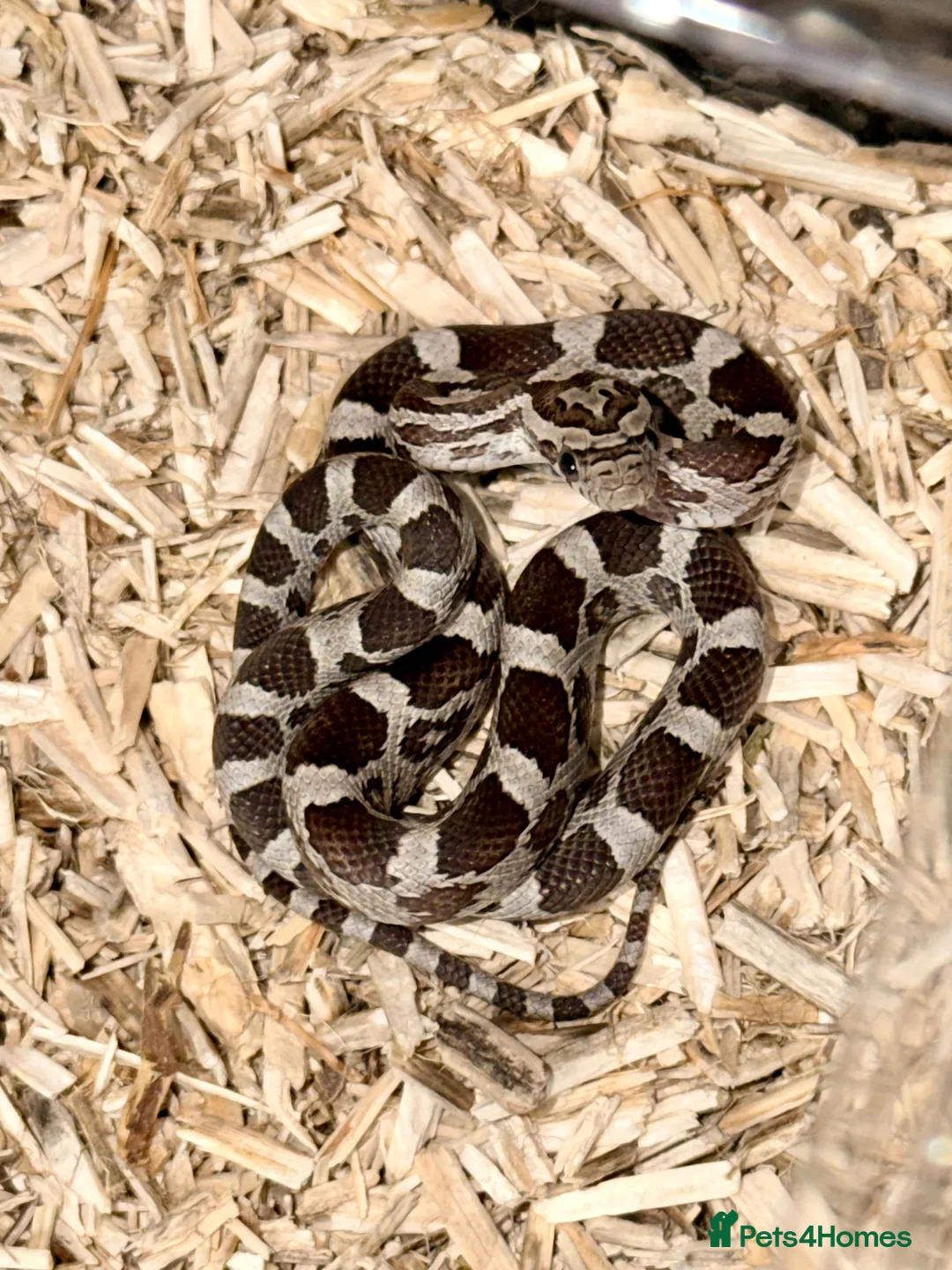 Corn Snake reptiles for sale: Baby Anery cornsnakes  - Advert 2