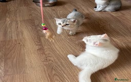 British Shorthair cats for sale: 5 Stunning British Shorthair - Image 22