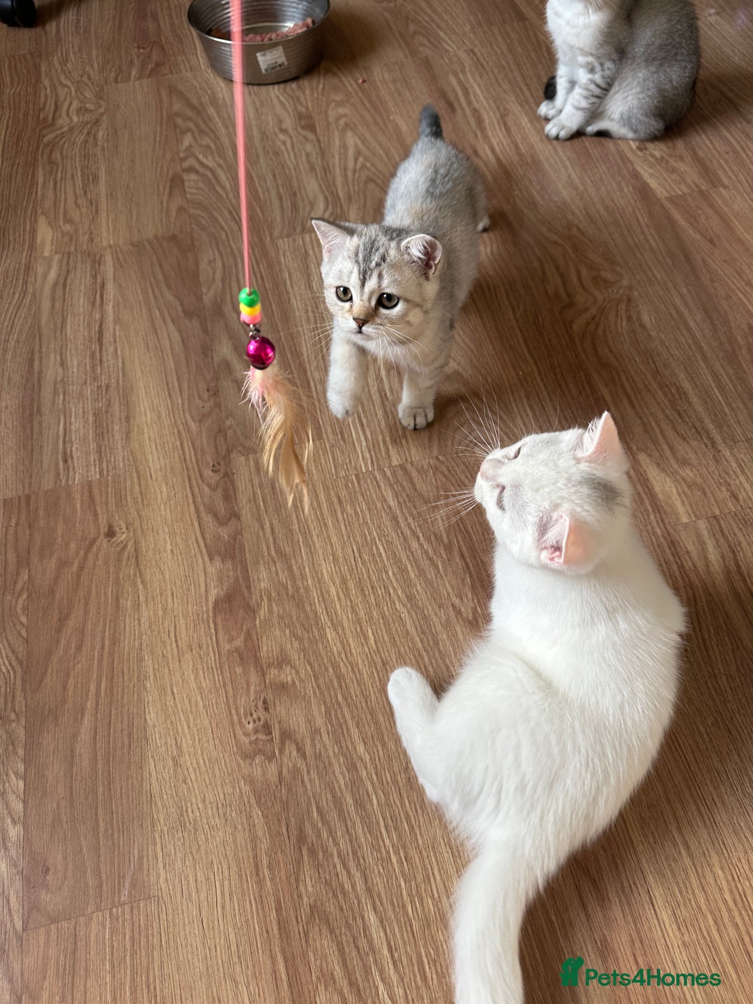 British Shorthair cats for sale: 5 Stunning British Shorthair - Image 22