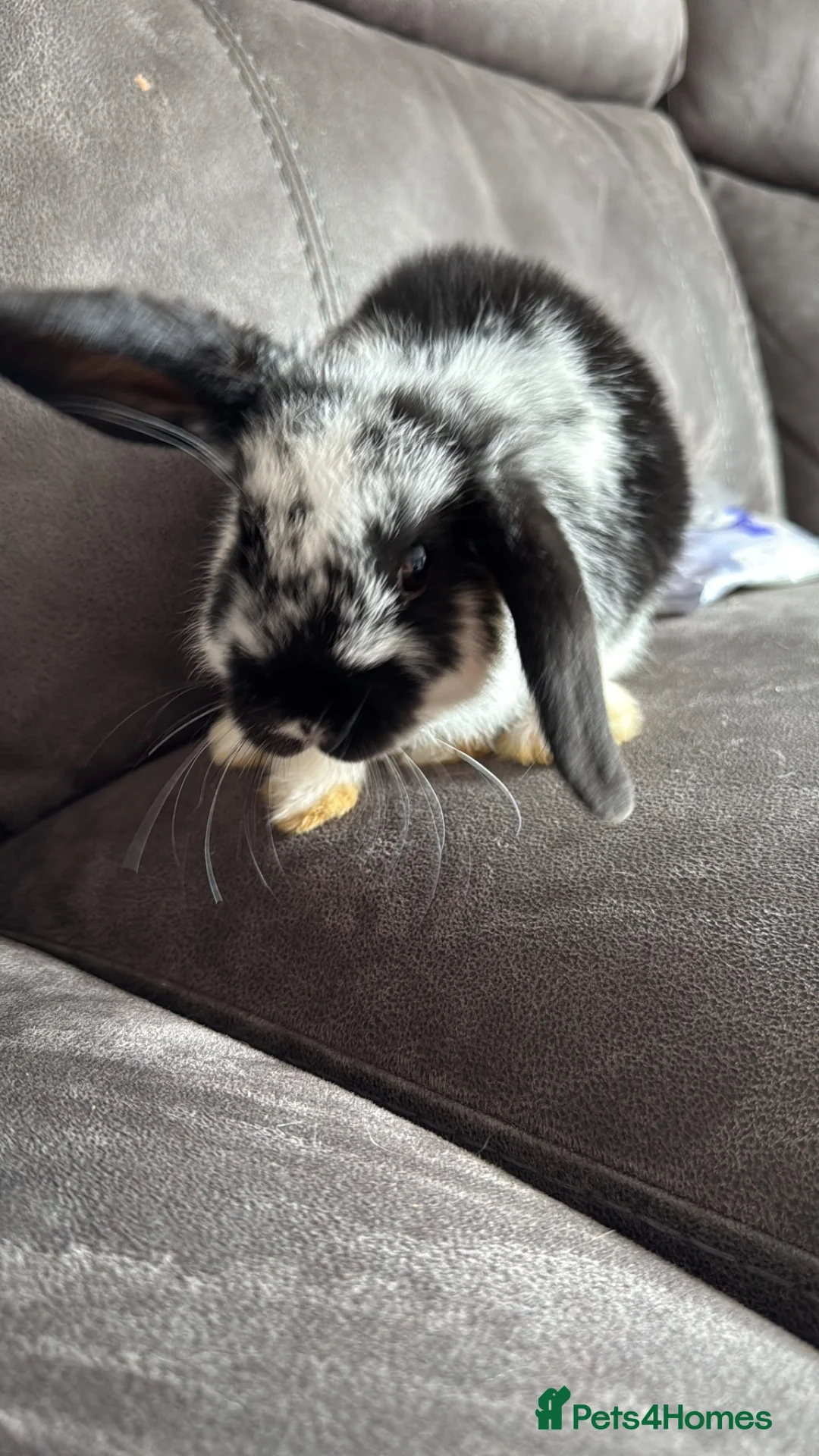 Mini Lop rabbits for sale: Pure Breed Mini Lops 💙🩷 - Advert 9