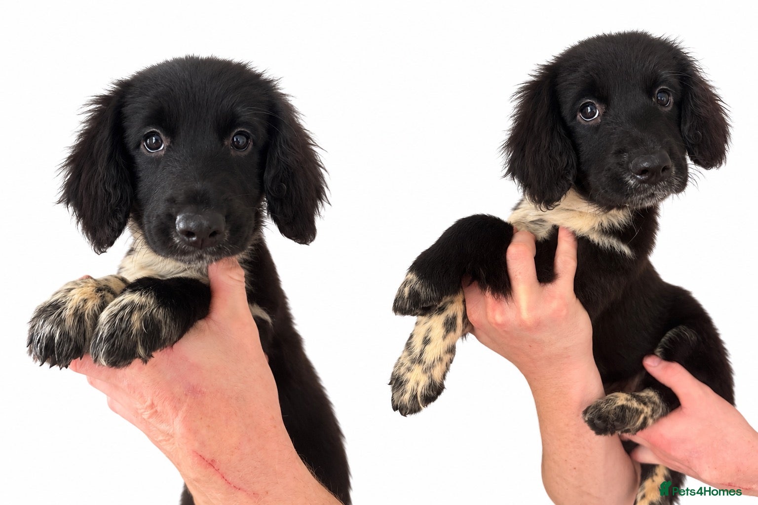 Mixed Breed dogs 🤍🖤Black roan cocker collies🖤🤍 - Advert 1