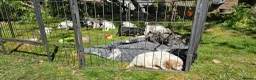 Cockapoo dogs for sale: F1b Cockapoos incl. Merle and Roans - Advert 6