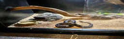 Python Snake reptiles for sale: Royal python  - Advert 7