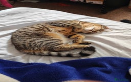 Mixed Breed cats for sale: Cat to rehome - Image 1