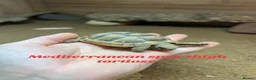 Tortoise reptiles for sale: Various Tortoises At Urban Exotics - Advert 4