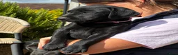 Labrador Retriever dogs for sale: 🐾 READY NOW🐾 FTCH Labrador Puppies - Advert 14