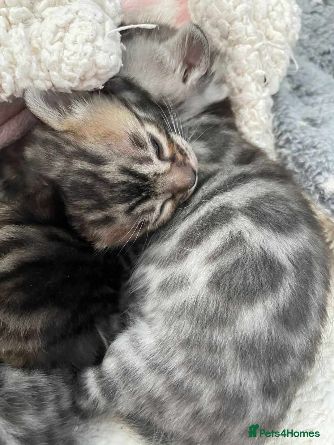 Bengal cats for sale: Incredibly beautiful Bengals kittens TICA  - Advert 6