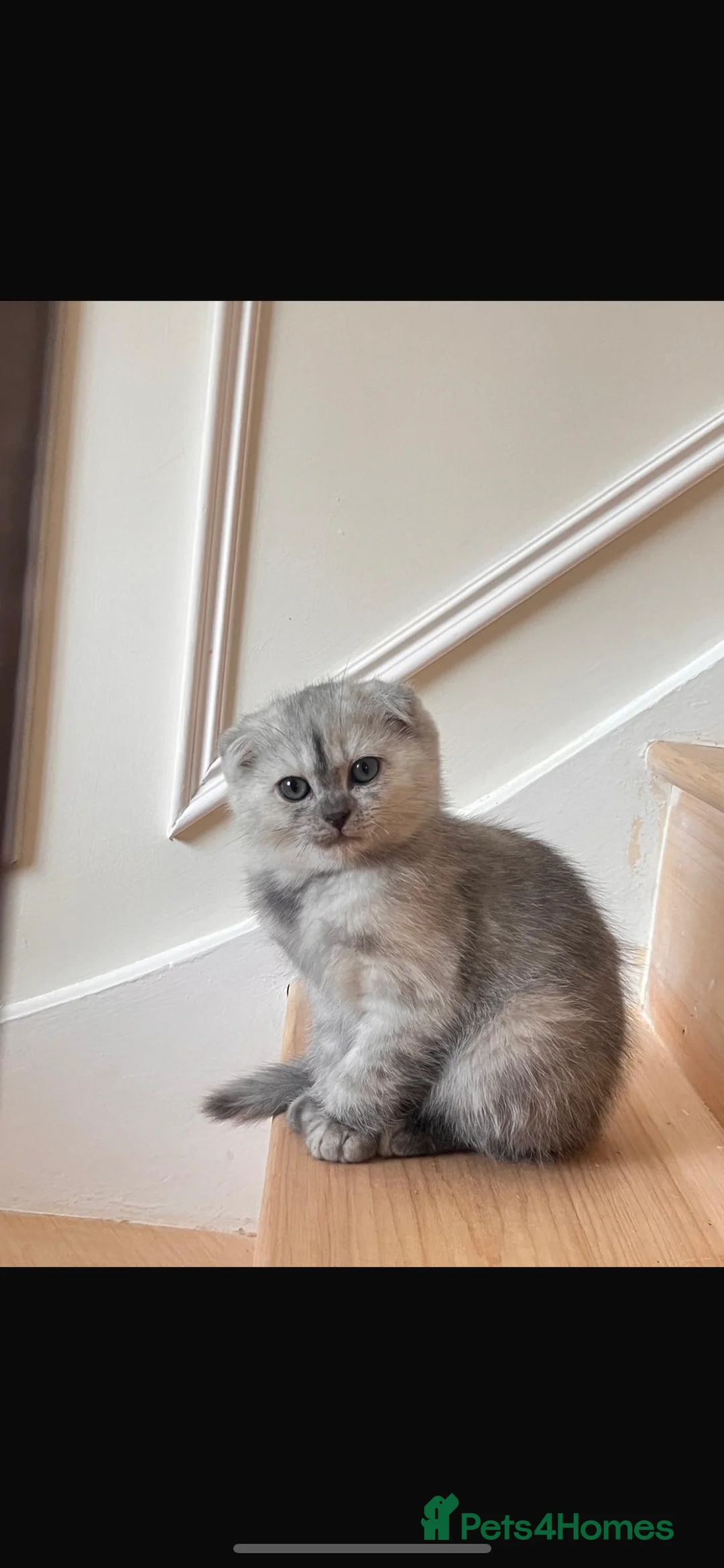 Scottish Fold cats for sale: Scottish Fold Boy  - Advert 1
