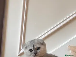 Scottish Fold cats Scottish Fold Boy - Advert 1