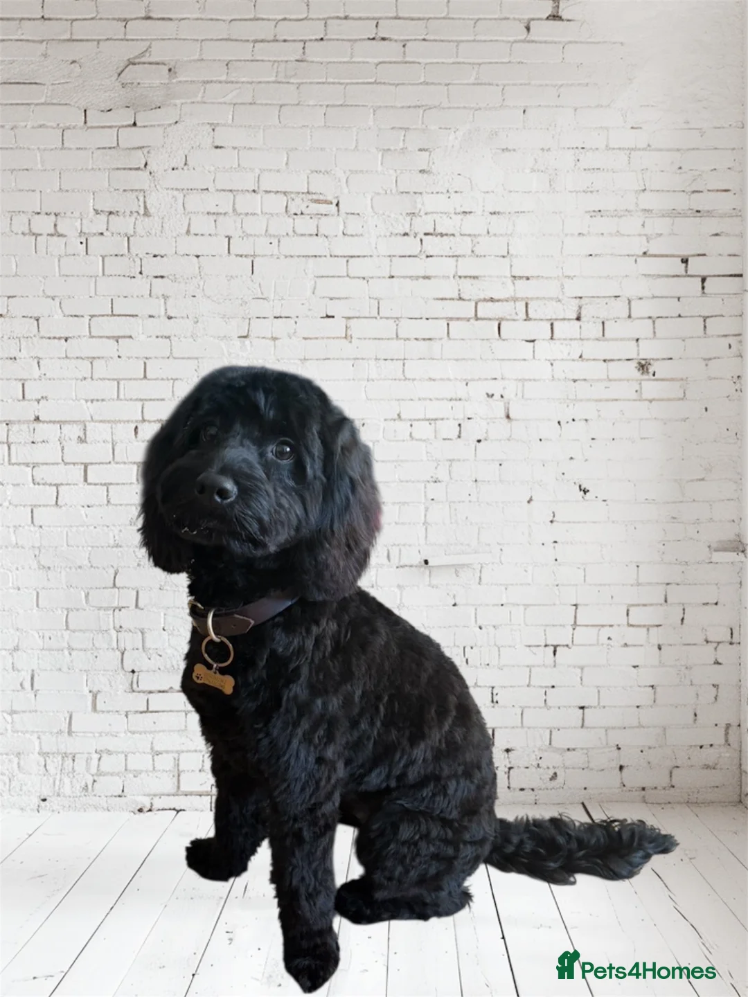 Cockapoo dogs for sale: Stunning F2 Cockapoo Puppies   in Leominster - Advert 11