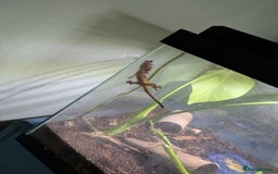 Gecko reptiles for sale: Crested geckos  - Image 2