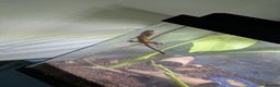 Gecko reptiles for sale: Crested geckos  - Advert 2