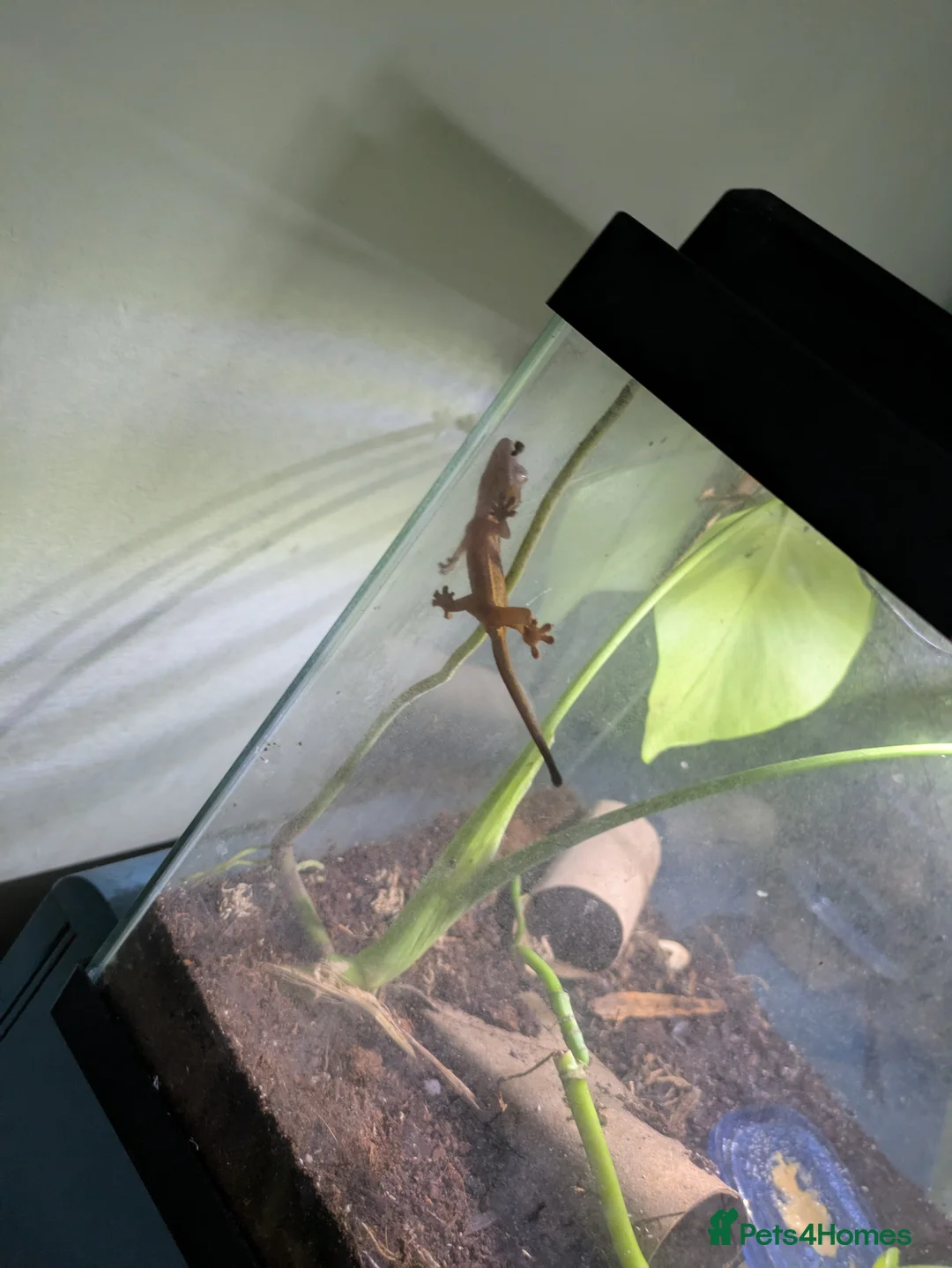Gecko reptiles for sale: Crested geckos  - Advert 2