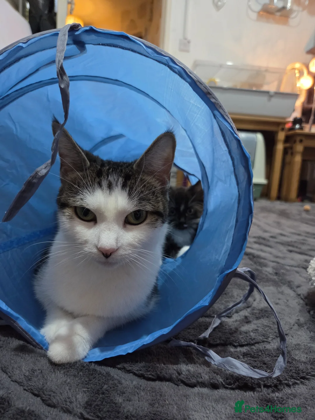 Mixed Breed cats for sale: 16 week old kittens in Bridgwater - Advert 1