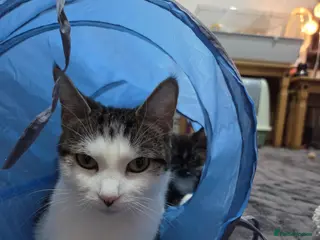 Mixed Breed cats 16 week old kittens - Advert 1