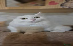 Munchkin cats for sale: Pedigree Munchkin kittens  - Image 28
