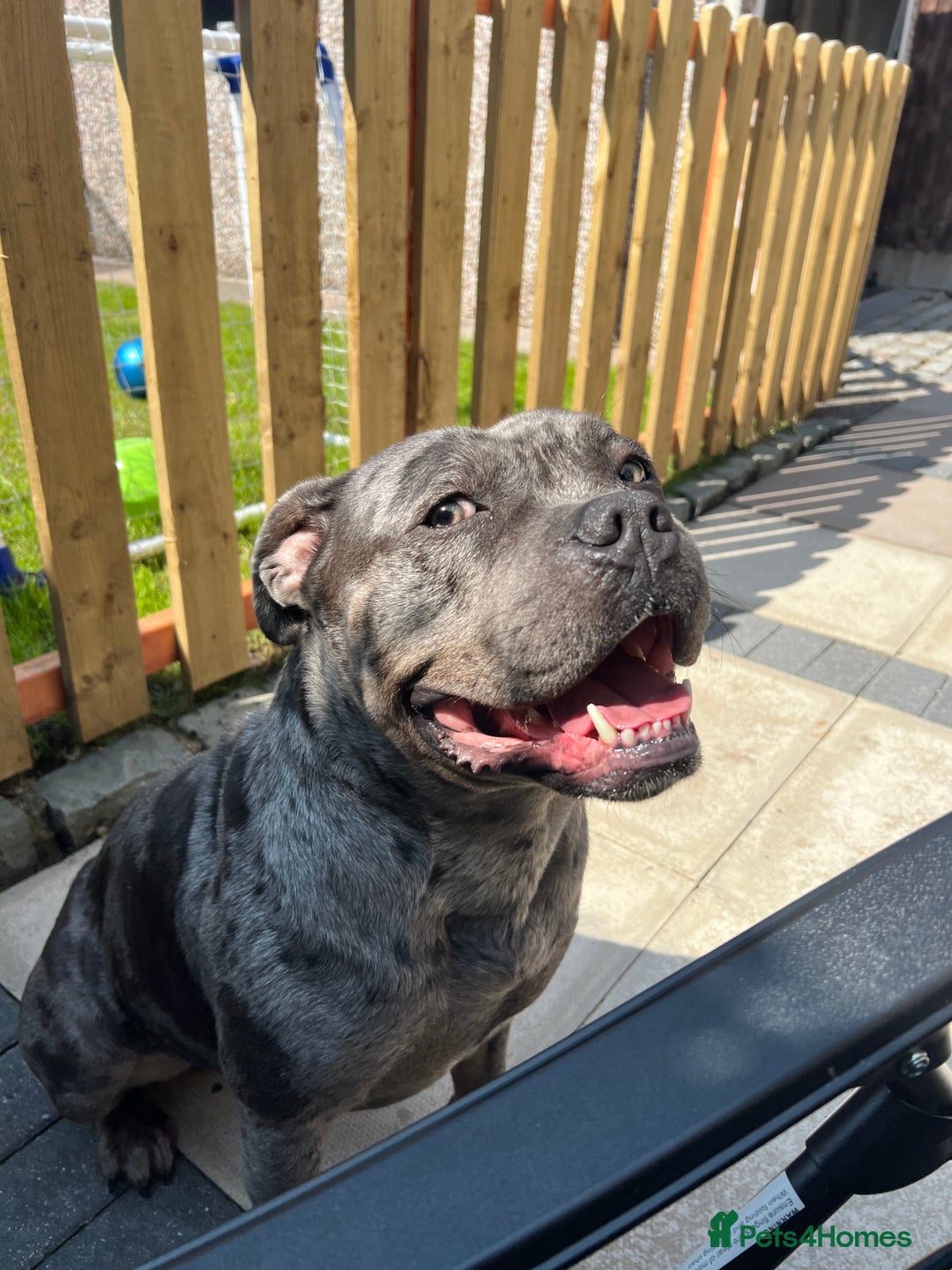 Mixed Breed dogs for sale: Male staff cross - Image 1