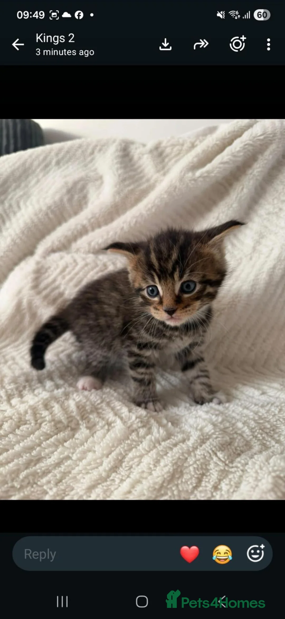 Maine Coon cats for sale: Maincoon kittens 7 weeks ❤️❤️ - Advert 2