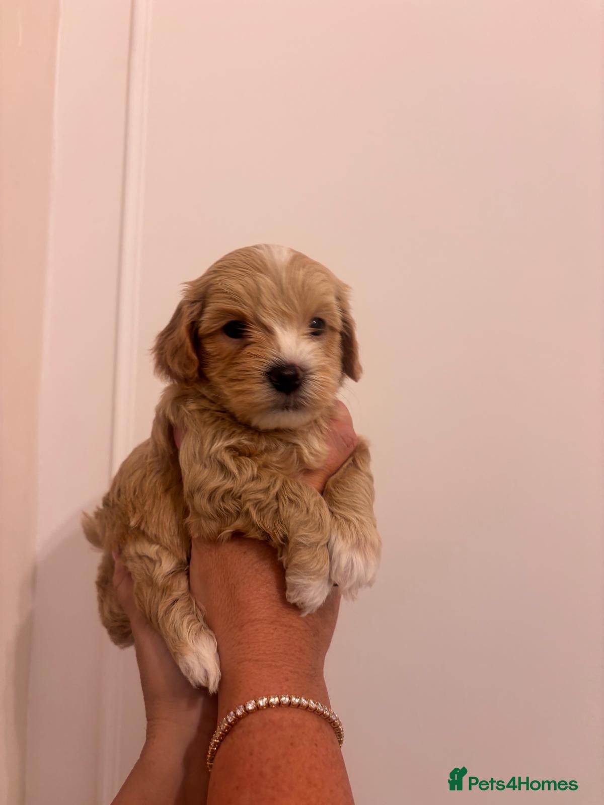 Maltipoo dogs 6 maltipoo champagne coloured puppies  - Advert 2