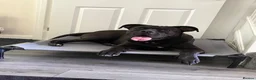 Cane Corso dogs for stud: Our Hugo Up For Stud  - Advert 1