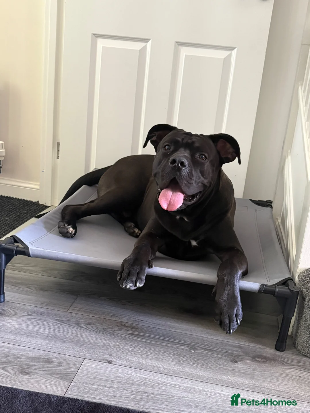 Cane Corso dogs for stud: Our Hugo Up For Stud  - Advert 1