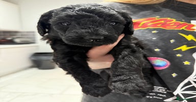 Labradoodle dogs - Advert 9