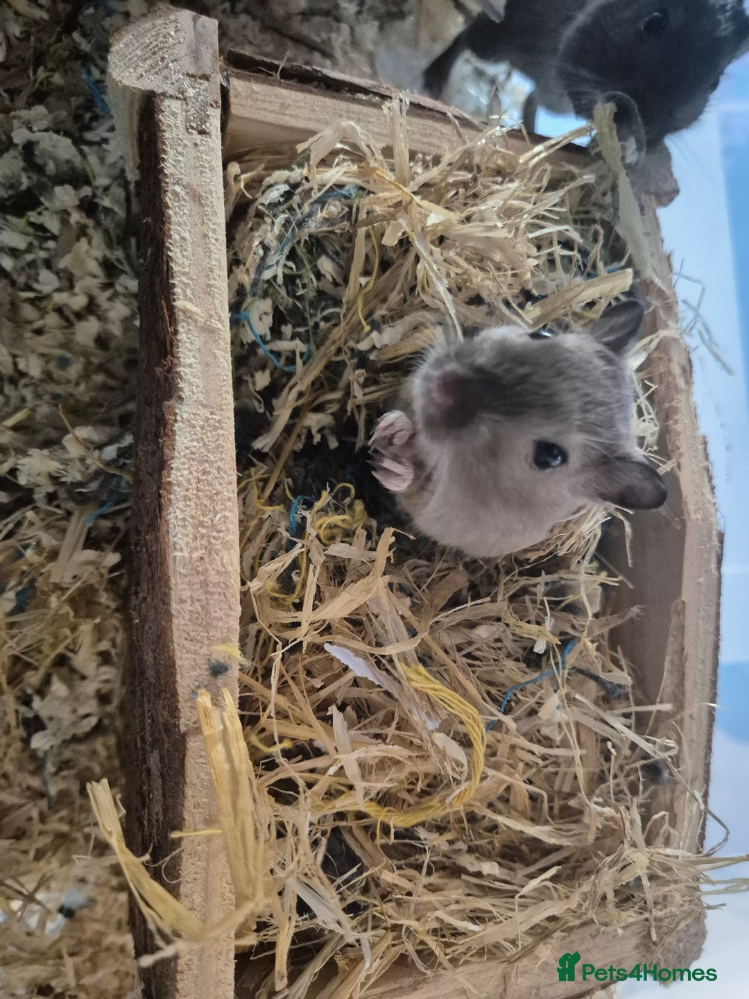 Gerbil rodents for sale: 2 Male Young Gerbils - Advert 2