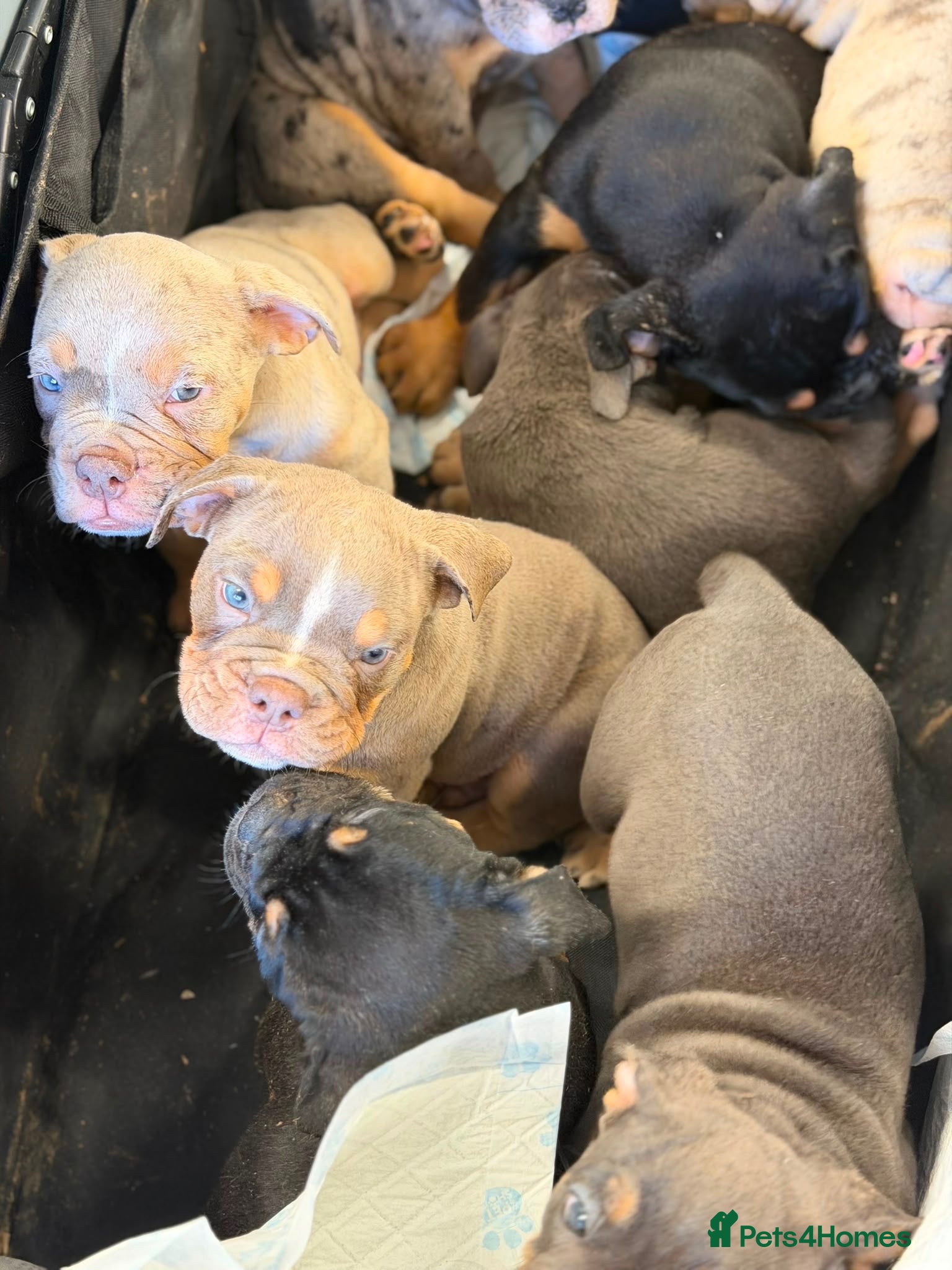 English Bulldog dogs Ready to leave from this coming weekend !!! - Advert 2