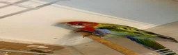 Parakeets birds for sale: Eastern Rosella in Wigan - Advert 11
