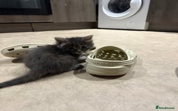 Domestic Shorthair cats for sale: Half bengal - Image 6