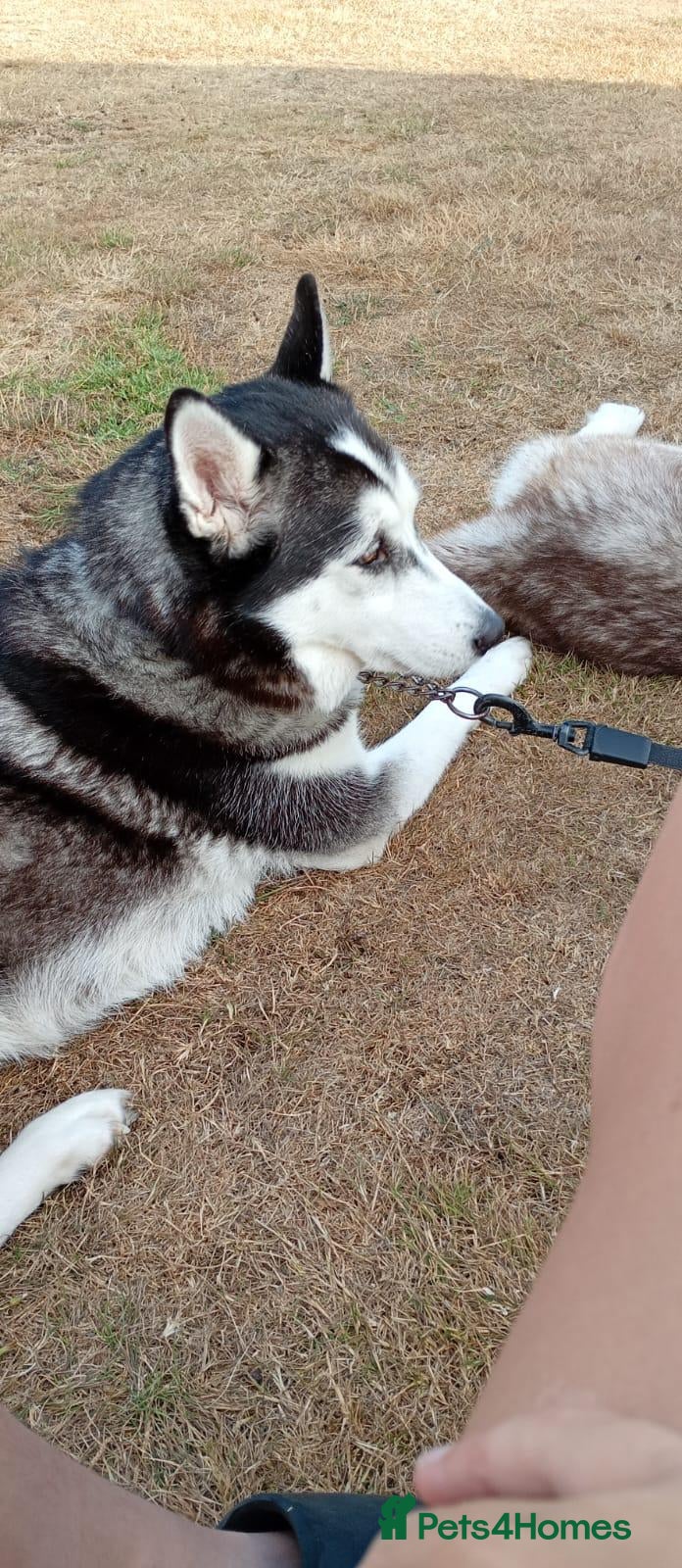 Utonagan dogs 2 male husky cross malamu - Advert 11