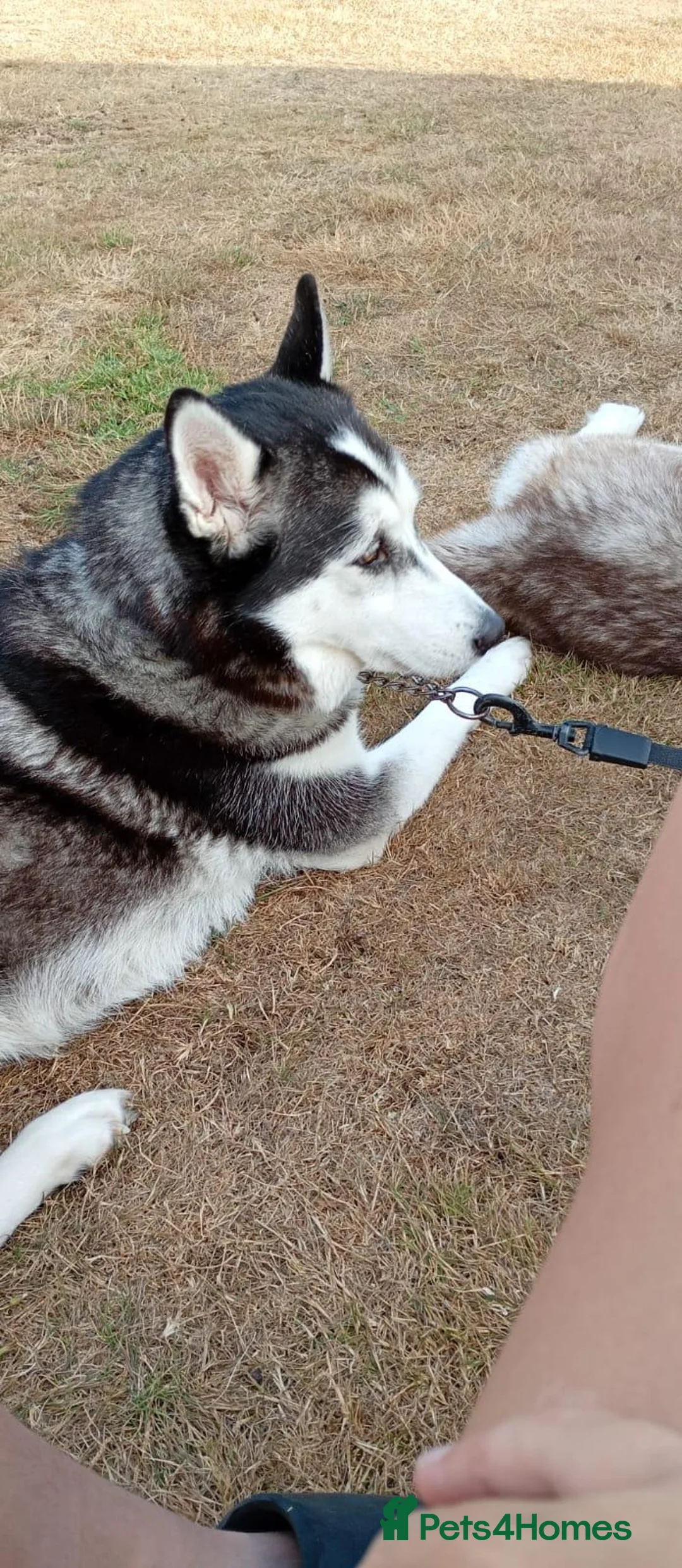 Utonagan dogs for sale: 2 male husky cross malamu in Chichester - Advert 1