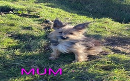 Mixed Breed dogs for sale: Yorkshire terrier x jack Russell pups ready now  - Image 6