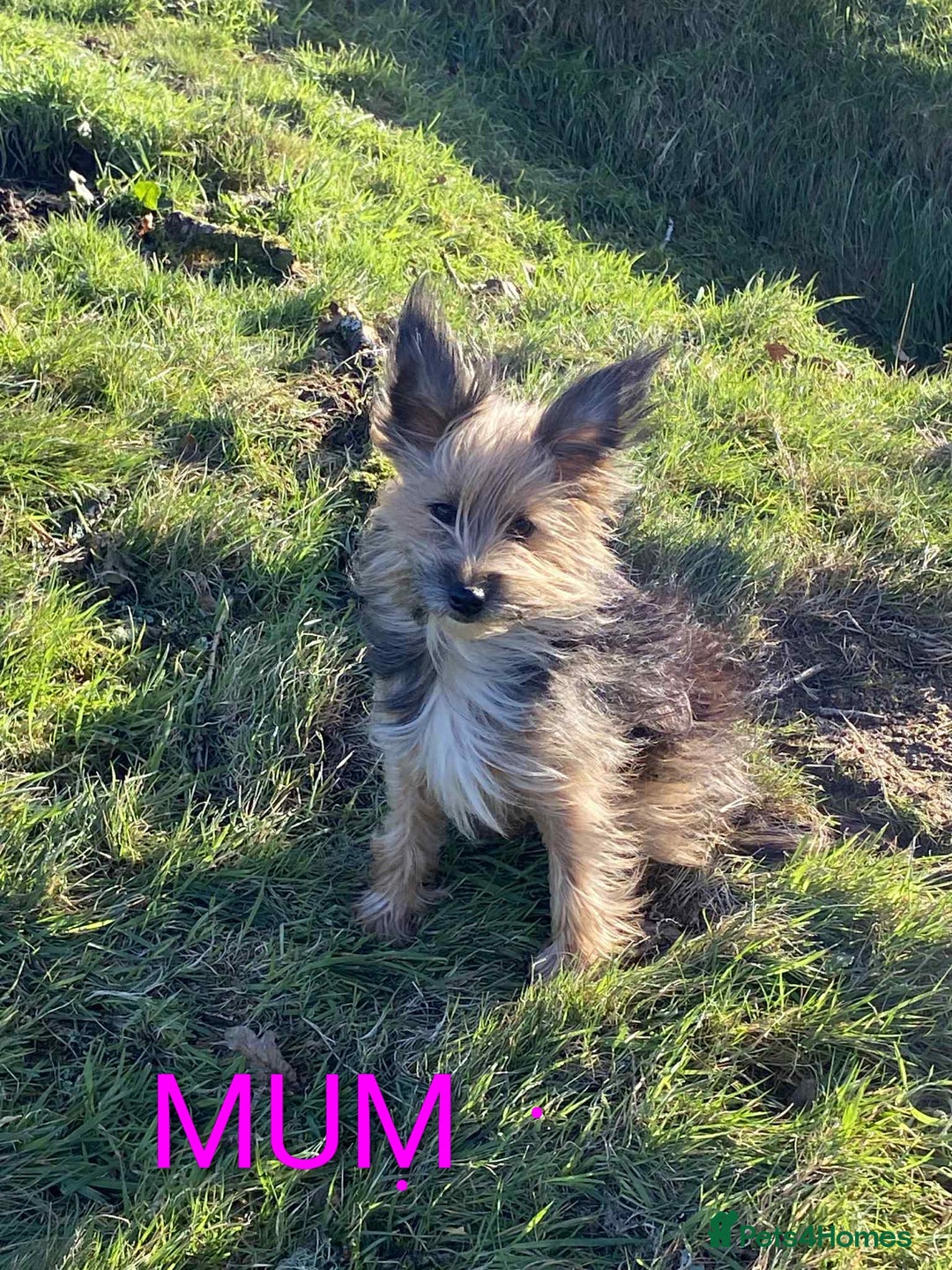 Mixed Breed dogs for sale: Yorkshire terrier x jack Russell pups ready now  - Image 6