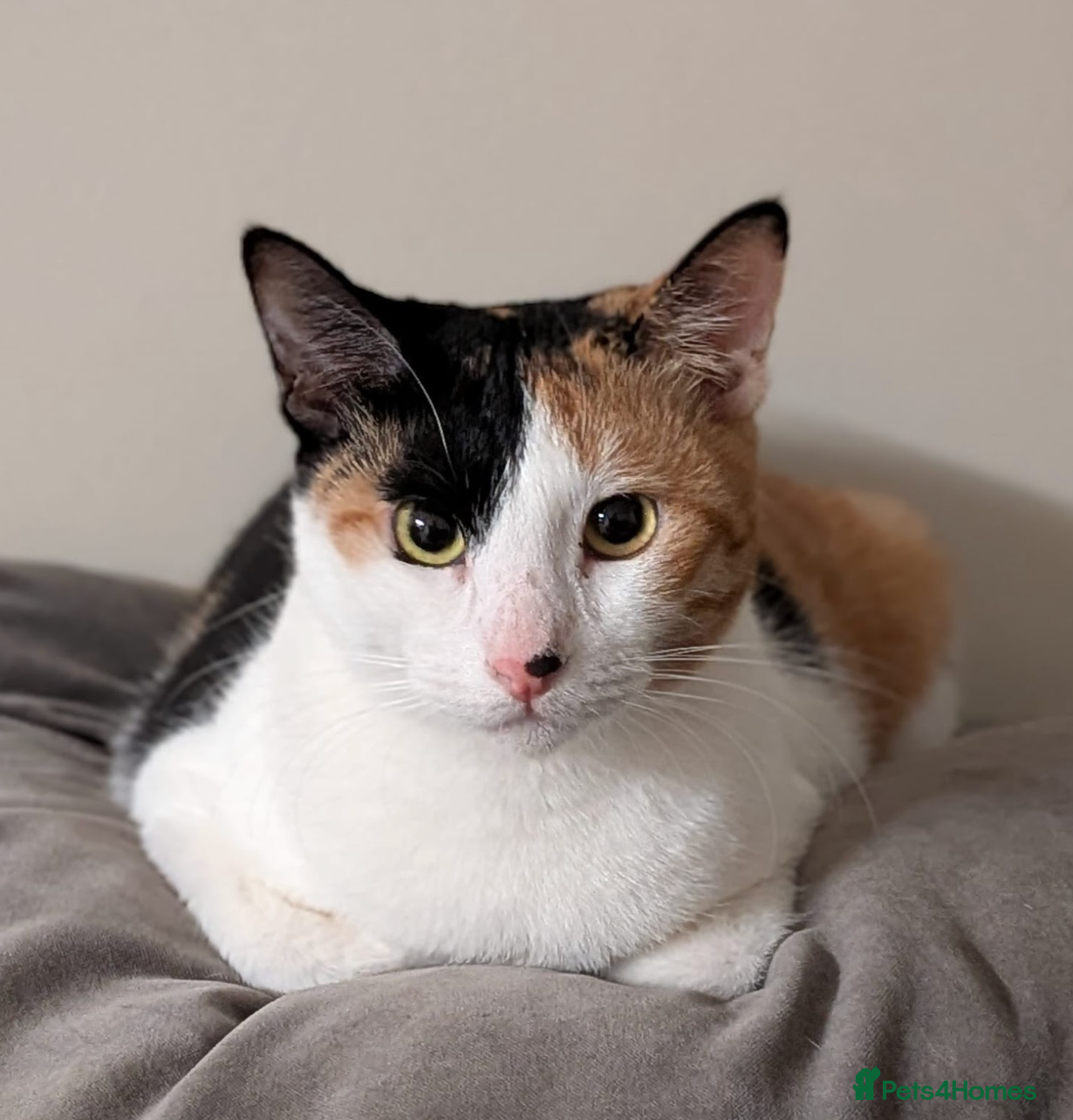 Arabian Mau cats Female Rescue Cat for Adoption - Advert 4