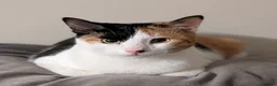 Arabian Mau cats for adoption: Female Rescue Cat for Adoption - Advert 1