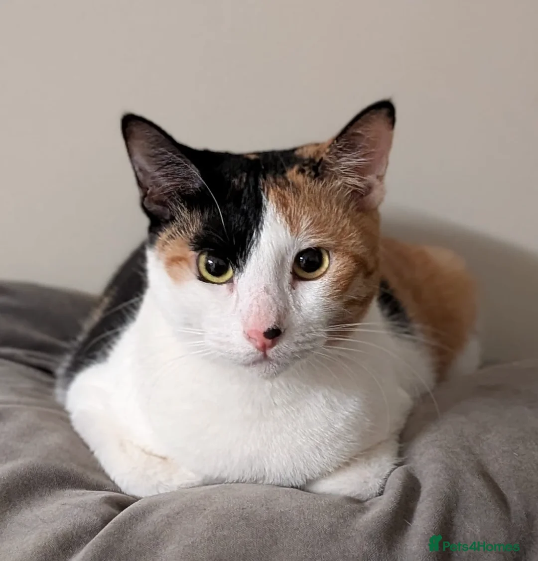 Arabian Mau cats for adoption: Female Rescue Cat for Adoption - Advert 1