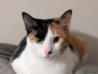 Arabian Mau cats Female Rescue Cat for Adoption - Advert 4