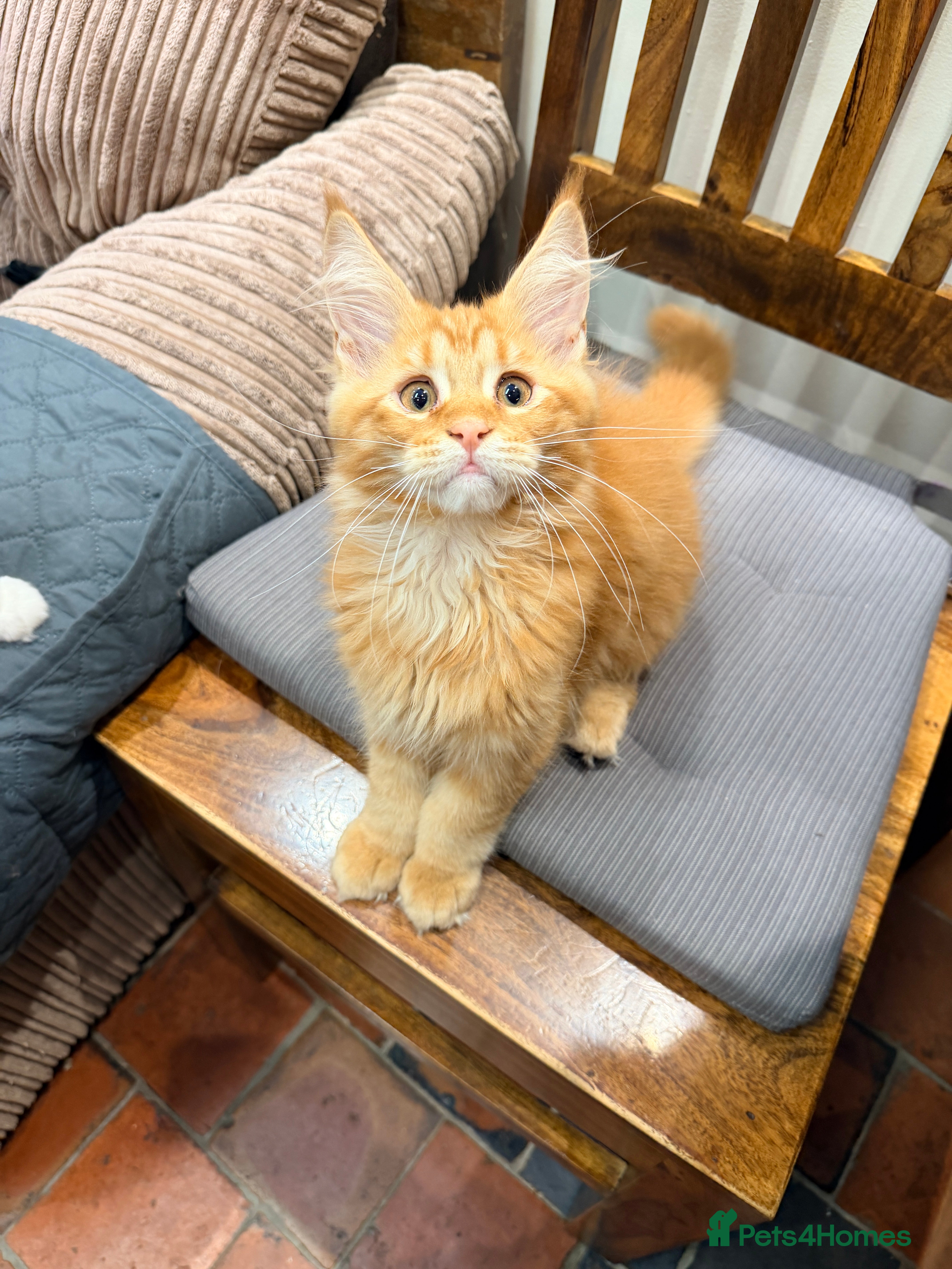 Maine Coon cats Fife registered, red silver Maine coon kittens  - Advert 2