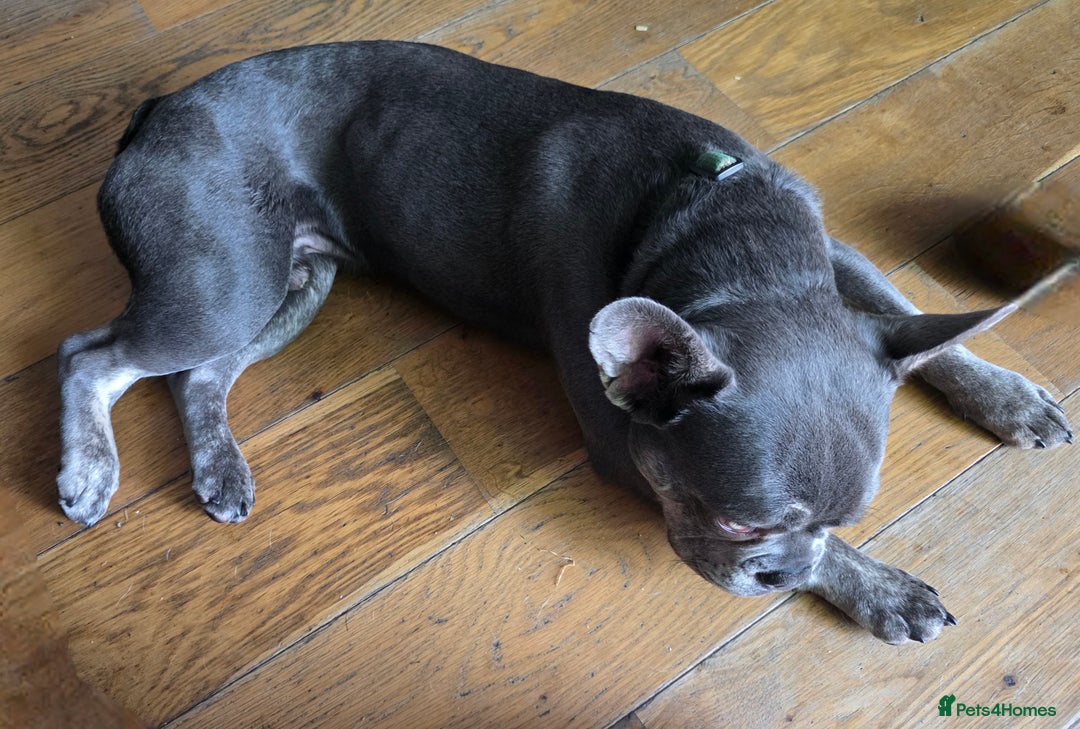 French Bulldog dogs for sale: Male French bulldog - Advert 2