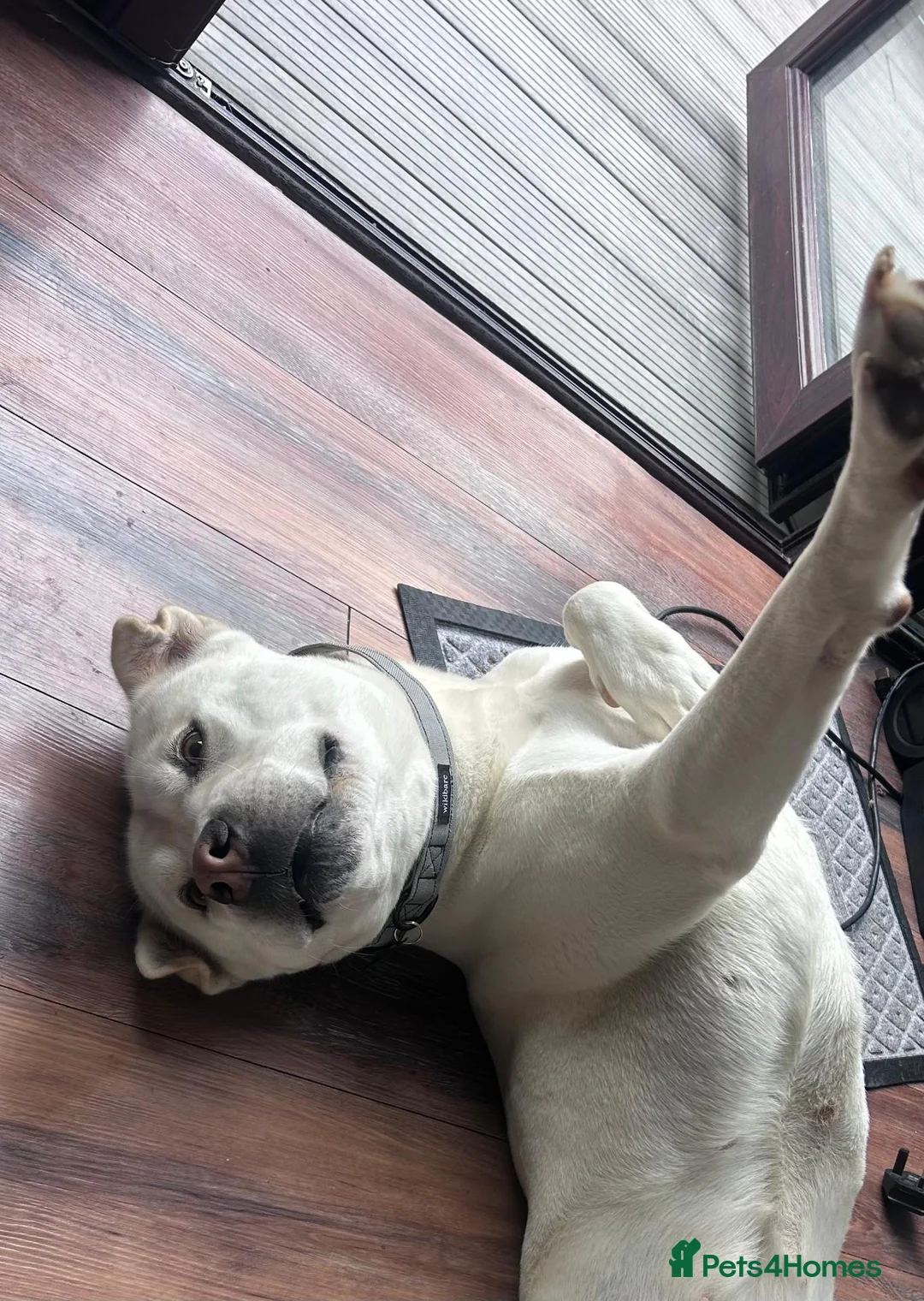 Mixed Breed dogs for adoption: Suki ready for adoption (23 kgs) in Bristol - Advert 2