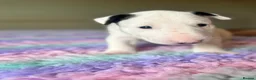 English Bull Terrier dogs for sale: Loving Family raised English Bull Terriers pups in Telford - Advert 3