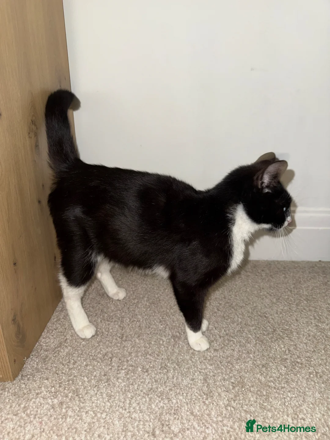 Mixed Breed cats for sale: Sushi, Tuxedo Female  - Advert 7