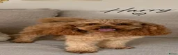 Toy Poodle dogs for stud: Kc health tested fox red Toy poodle for stud  - Advert 5