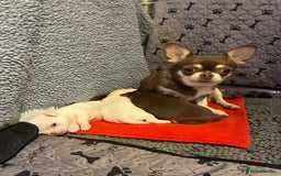 Chihuahua dogs for sale: 3 little girls - Image 1
