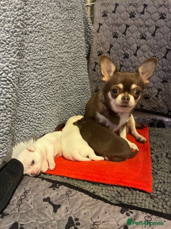 Chihuahua dogs - Advert 1